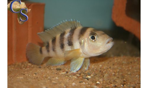Neolamprologus sexfasciatus Gold